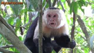 Monkey eating lizard at Manuel Antonio National park [upl. by Etoile]