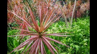 Dracaena Marginata Caring Instructions  Dragon Tree [upl. by Eseela]