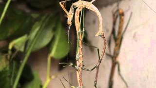 Nuichua rabaeyae quotNui Chuaquot  a recently described phasmid species from Vietnam [upl. by Calisa953]