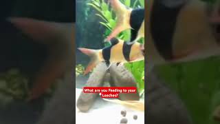 Want HEALTHY LOACHES Watch This Food Guide Now [upl. by Cordula]