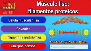 Fisiología del músculo liso  Filamentos proteicos del músculo liso  Cuerpos densos y caveolas [upl. by Hserus]