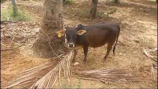 Punganur 2 ft height cow for sale subscribe more videos updates [upl. by Yodlem391]