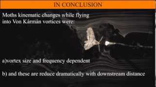 Hawkmoth flight stability in von Kármán vortex streets [upl. by Nylarak]