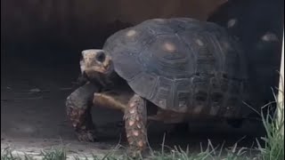 A day in the life redfoot tortoise tortoisehabitat life peaceful reptiles [upl. by Chirlin31]