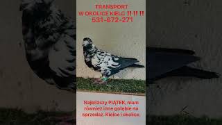 KIELCE  transport ‼️‼️Gołębie tygrysy na sprzedaż‼️ ☎️531672271☎️ gołębie pigeon [upl. by Frances]