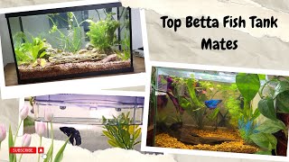 Top Betta Fish Tank Mates  Beta Tanks [upl. by Ylehsa]