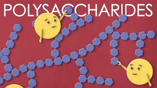 Polysaccharides the large carbohydrates you want to meet [upl. by Sexela926]