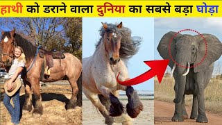 belgium drop horse।belgian horse।belgian horse in india। [upl. by Lund799]