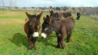 burros donkeys [upl. by Icram]