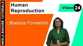 Human Reproduction  NEET  Blastula Formation  Neela Bakore Tutorials [upl. by Airdnekal]