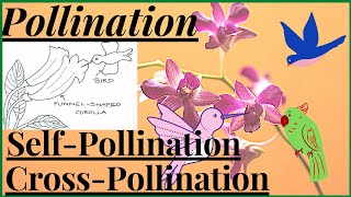 Pollination in Flowering Plants Agents of Pollination Self Pollination and Cross Pollination NEET [upl. by Kennedy945]