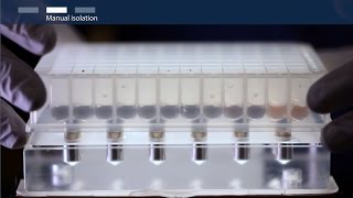 How to isolate total RNA using magnetic bead–based technology [upl. by Attah]