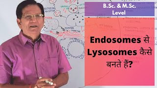 How Are Lysosomes Formed from Endosomes  BSc amp MSc Level [upl. by Eurd]