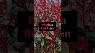 Plant Profile Photinia Red Robin [upl. by Adnik]