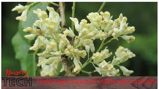 Nursery Tech of Dalbergia latifolia amp Dalbergia sissoo [upl. by Lladnar214]