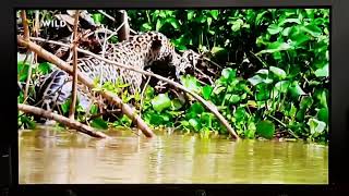 Jaguar  South Americas Weirdest Animals  Nat Geo Wild [upl. by Celina361]