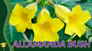 ALLAMANDA BUSH Growing and Caring Tips Allamanda schottii [upl. by Eikcaj137]