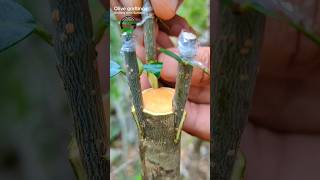 olive tree grafting successful method budding graft [upl. by Raffo912]