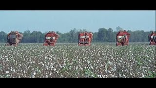 IHCase IH Cotton Picker Timeline 2Row [upl. by Ymereg185]