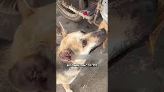 Innocent Dog Uses Leaf To Buy Food ❤️ [upl. by Amaty347]