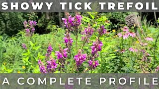 Showy Tick Trefoil  Native Plant Profile [upl. by Elatsyrk738]