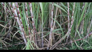 Understanding Carbon Sequestration in Sugarcane Plantsoil System Influence [upl. by Olympium]