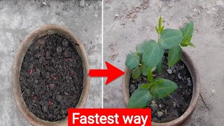 How to grow cowpeas from seed [upl. by Garfield366]