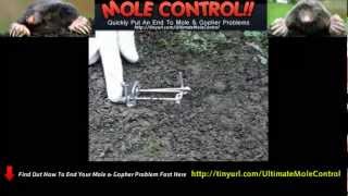 How To Get Rid Of Moles amp Rat Traps [upl. by Oicram583]