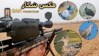 Hunting Mix Birds  Ducks Water Hens Turtle Doves amp Rock Pigeons  San projectiles 2420 Gran [upl. by Grishilde]