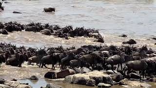 The Great Wildebeest Migration in Tanzania [upl. by Yblek]