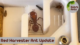 Pogonomyrmex barbatus  Update 1 [upl. by Toogood555]