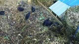 Compost Fed Chickens [upl. by Stouffer852]