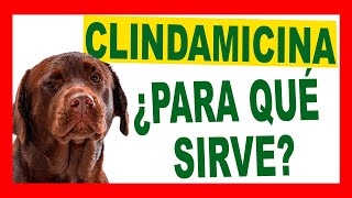 ¿CLINDAVET es la Mejor Opción para tu Mascota Descúbrelo Aquí [upl. by Oyr]