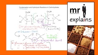 mr i explains Condensation and Hydrolysis Reactions in Carbohydrates [upl. by Saltzman]