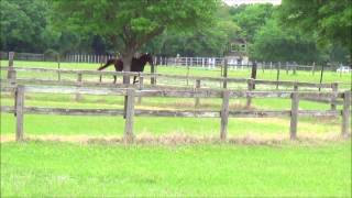 Gaited Horses Race Gallop Tennessee Walker Races Missouri Foxtrotter [upl. by Ajit]