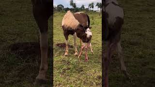 New born baby 🔥 ghode ka baccha 😱😱 ghoda horse shorts [upl. by Carol-Jean656]