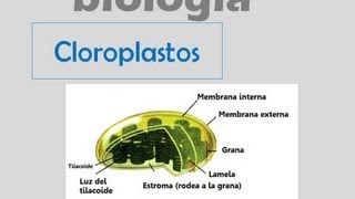 Cloroplastos [upl. by Atinrehs809]