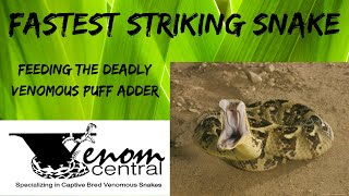 Fastest Striking Puff Adder  Africas Most Deadly [upl. by Neerual471]