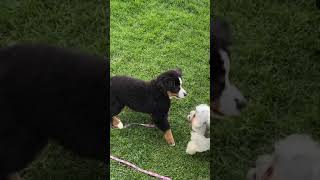 Bernese Mountain Dog Puppy Wants to Play Aww Cmon [upl. by Vahe]