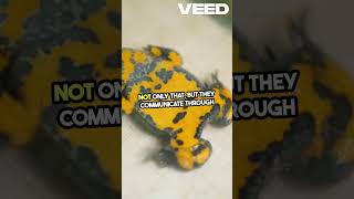 Unbelievable Facts About Yellow Bellied Toad [upl. by Kamaria]