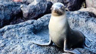 Galapagos Legend Cruise  Rainforest Cruises [upl. by Filide]