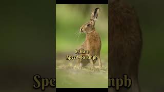 Top 10 Fastest Land Animals In The World 🌍  The Top Tens  trending top10s reels facts Viral [upl. by Scarlett]