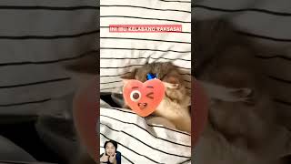 Ibu Kelabang Raksasa shortvideo hewan animals kucing faktaunik funny [upl. by Ashjian]