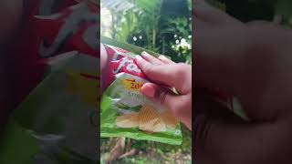 PARLEs wafers cream n onion asmr review  shorts lays [upl. by Aihsotan]