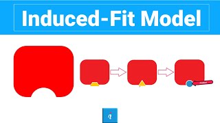 Induced fit model [upl. by Mccallum]