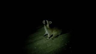 raccoon eating a grape [upl. by Orrocos]