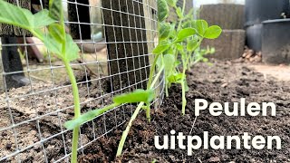 Peulen uitplanten  Eerst groente in de moestuin [upl. by Leunamme381]