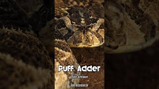 Puff Adder Puffing [upl. by Tempa]