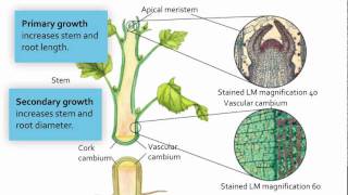 Visualizing Meristematic Tissue [upl. by Zales]