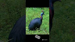 Cassowaries 🦃cassowariesanimals 2023 youtubeshorts [upl. by Shelah]